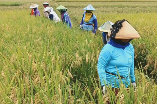 Perusahaan Umum Bulog, Perum Bulog, pasokan beras, beras, cadangan beras, pangan, kebutuhan beras, panen raya, panen, impor beras, beras lokal, padi