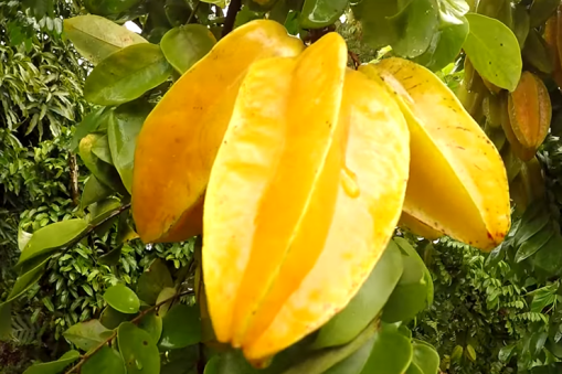 sehat, kesehatan, belimbing, manfaat belimbing, khasiat belimbing, antioksidan, buah-buahan, buah apel, buah, start fruit