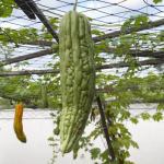 sehat, kesehatan, pare, manfaat pare, khasiat pare, antioksidan, sayur, sayuran, sayur-sayuran