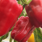 sehat, kesehatan, paprika, manfaat paprika, khasiat paprika, antioksidan, sayur, sayuran, sayur-sayuran