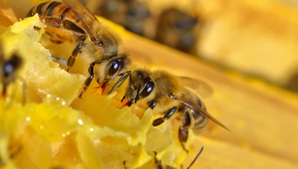 madu, madu mentah, honey, raw honey, sarang lebah, antioksidan, vitamin