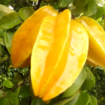 sehat, kesehatan, belimbing, manfaat belimbing, khasiat belimbing, antioksidan, buah-buahan, buah apel, buah, start fruit